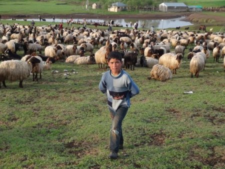 Bitlis’te sele kapılan 70 koyun telef oldu