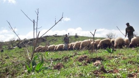 Bitlis’te yayla dönemi başladı