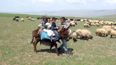 Bitlis’te yayla dönemi başladı
