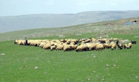 Bitlis’te yayla dönemi başladı