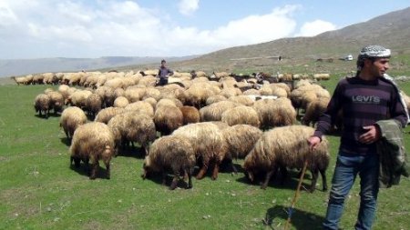 Bitlis’te yayla dönemi başladı