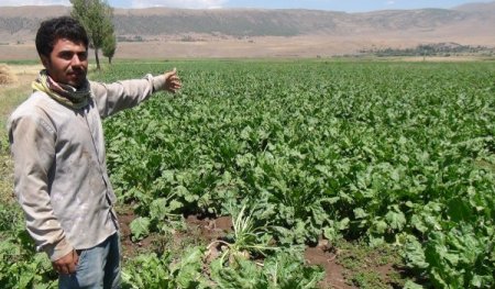 Bitlis’teki Şeker Pancarı Üreticileri Bu Yılki Mahsulden Memnun