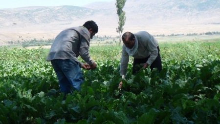 Bitlis’teki Şeker Pancarı Üreticileri Bu Yılki Mahsulden Memnun