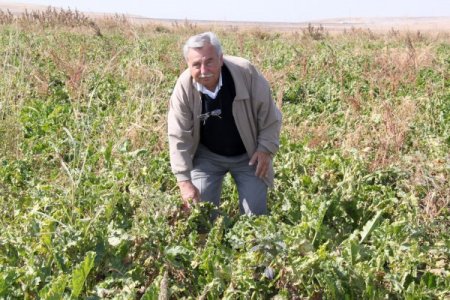 Bıyıkoğlu: Pancar üretiminde Avrupa ve ABD’yi geride bıraktık