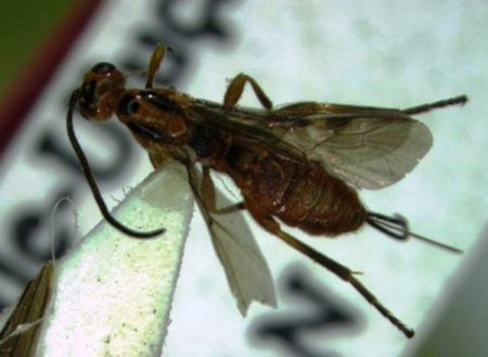 Biyolojik mücadelede kullanılabilecek 50 yeni böcek türü keşfedildi