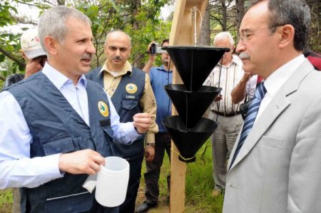 “böcekler Ormana Yangından 5 Kat Daha Fazla Zarar Veriyor”