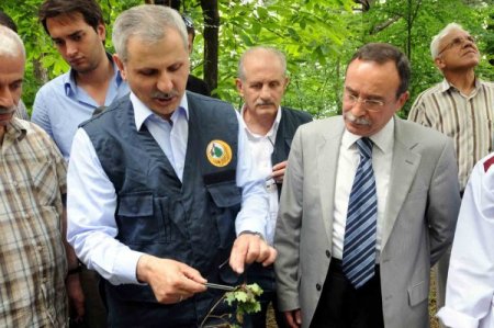 “böcekler Ormana Yangından 5 Kat Daha Fazla Zarar Veriyor”