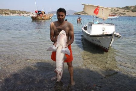 Bodrum'da 1,5 Metrelik Köpek Balığı Yakalandı
