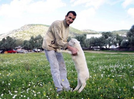 Bodrum'da Kış Ortasında Papatyalar Açtı