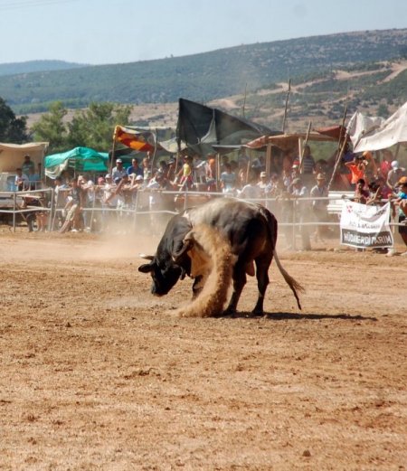 Boğalar Yerkesik arenasında güreşti