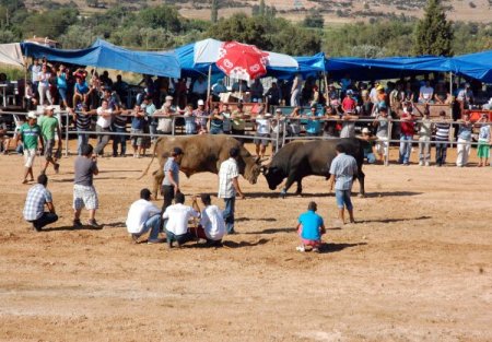 Boğalar Yerkesik arenasında güreşti