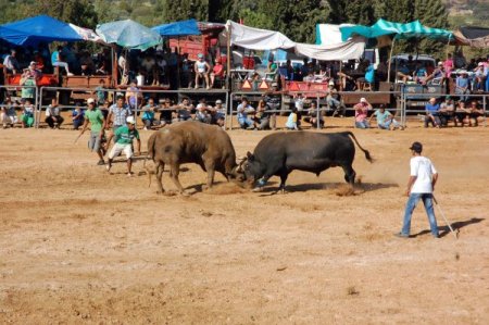Boğalar Yerkesik arenasında güreşti