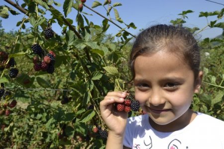 Böğürtlen Tarlasından Bu Yılın İlk Mahsulleri Toplanmaya Başladı
