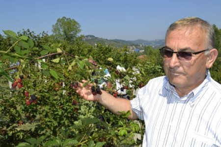 Böğürtlen Tarlasından Bu Yılın İlk Mahsulleri Toplanmaya Başladı