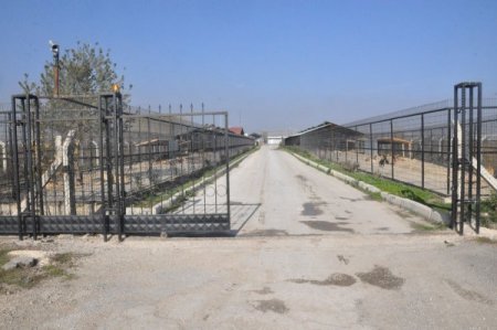 Bolu Belediyesi Hayvan Barınağı, yüzlerce sokak köpeğine ev sahipliği yapıyor