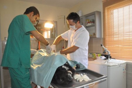 Bolu Belediyesi Hayvan Barınağı, yüzlerce sokak köpeğine ev sahipliği yapıyor