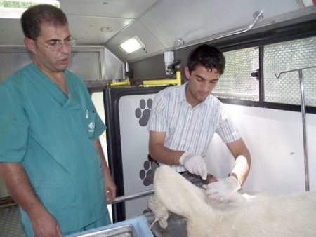 Bor'da Sokak Hayvanları Kısırlaştırılıyor