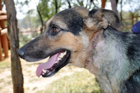 Boynuna Bağlanan İp Canından Ediyordu