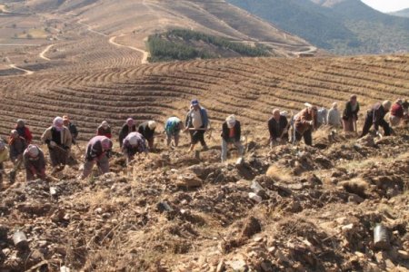 Bozdağlar yeşile bürünecek