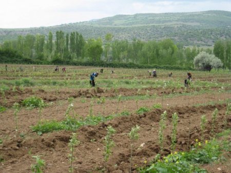 Bozok Üniversitesi'nden Çiftçilere Meyvecilik Desteği