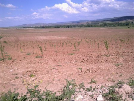 Bozok Üniversitesi'nden Çiftçilere Meyvecilik Desteği