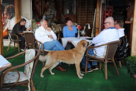 Boztaş: Ölü sezonu canlandırmak için sağlık turizmi yatırımlarına ihtiyaç var
