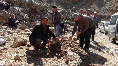 Bozuk köy yolunu protesto etmek için yola patates ve mısır ektiler