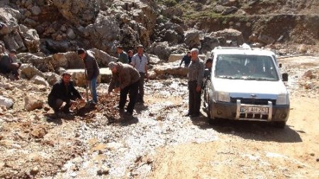 Bozuk köy yolunu protesto etmek için yola patates ve mısır ektiler