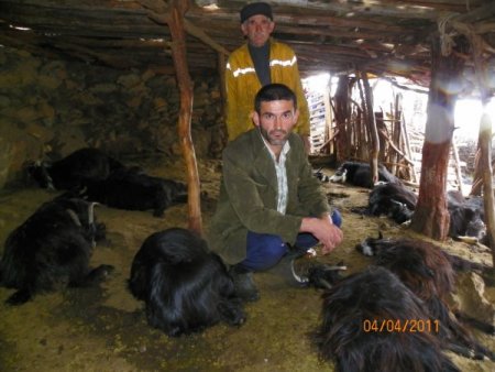 Bozyazı'da Yıldırım 49 Hayvanı Telef Etti