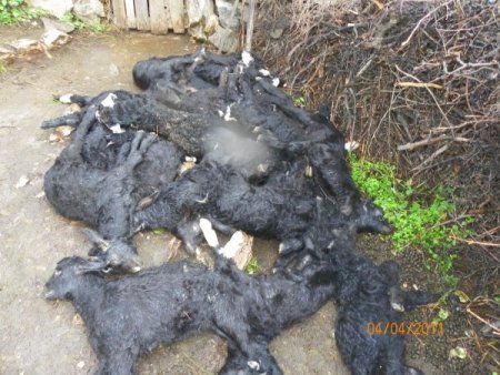 Bozyazı'da Yıldırım 49 Hayvanı Telef Etti