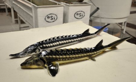 Bu balığın havyarının kilogramı 10 bin dolar