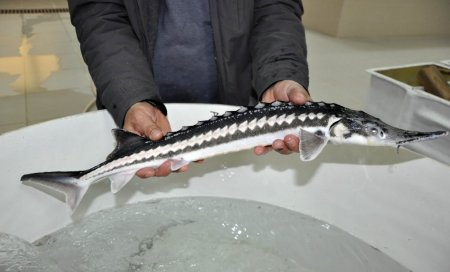 Bu balığın havyarının kilogramı 10 bin dolar