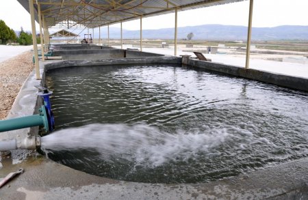 Bu balığın havyarının kilogramı 10 bin dolar