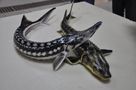 Bu balığın havyarının kilogramı 10 bin dolar