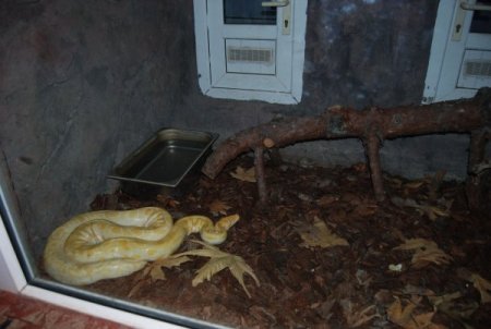 Bu hayvanların kışlık menüleri özel, ısıtma sistemleri güzel