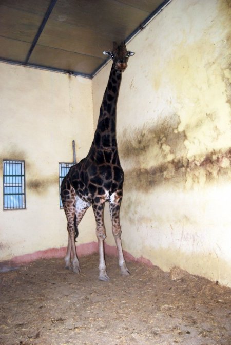 Bu hayvanların kışlık menüleri özel, ısıtma sistemleri güzel