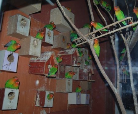 Bu hayvanların kışlık menüleri özel, ısıtma sistemleri güzel