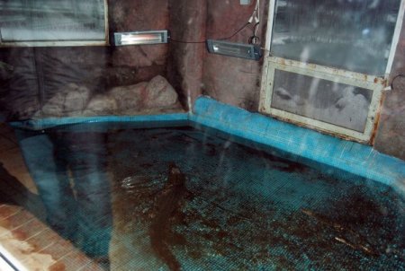 Bu hayvanların kışlık menüleri özel, ısıtma sistemleri güzel