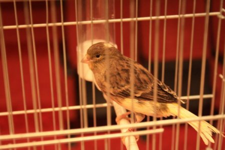 'Bu kanaryalar bülbül gibi şakıyor'