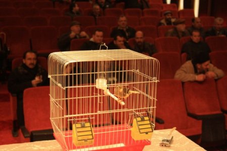 'Bu kanaryalar bülbül gibi şakıyor'