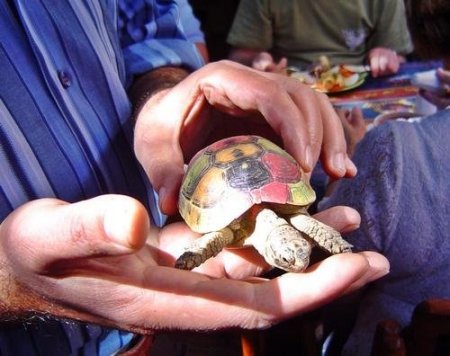 Bu Kaplumbağalar Oyuncak Değil!