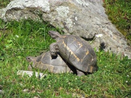 Bu Kaplumbağalar Oyuncak Değil!