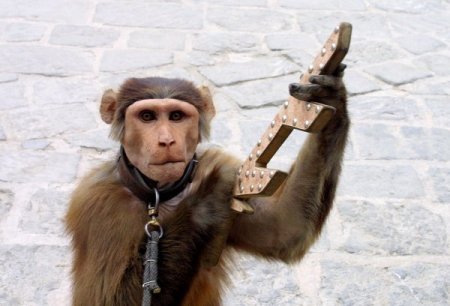 Bu Maymun Hem Eğlendiriyor, Hem Kazandırıyor