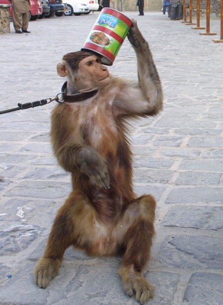 Bu Maymun Hem Eğlendiriyor, Hem Kazandırıyor