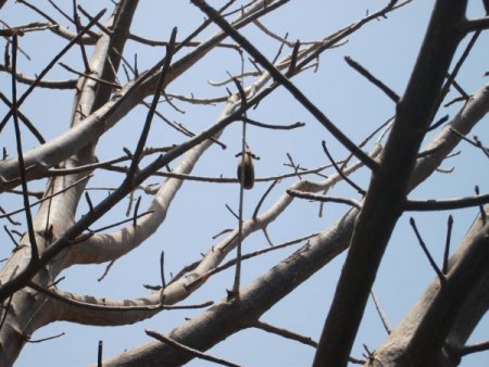 Bu Meyvenin Adına Aldanmayın; Hem C Vitamini Hem De Kalsiyum Deposu