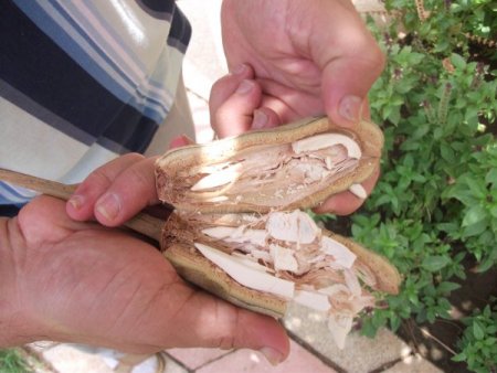 Bu Meyvenin Adına Aldanmayın; Hem C Vitamini Hem De Kalsiyum Deposu