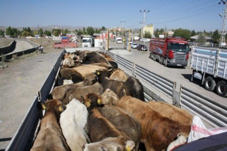 Bu yıl, geçen yılın iki katı kurban meydanlarda olacak