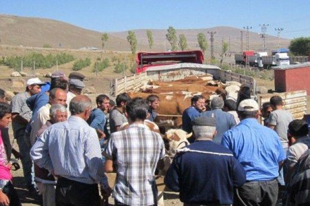 Bu yıl, geçen yılın iki katı kurban meydanlarda olacak