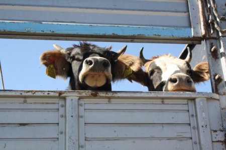 Bu yıl, geçen yılın iki katı kurban meydanlarda olacak