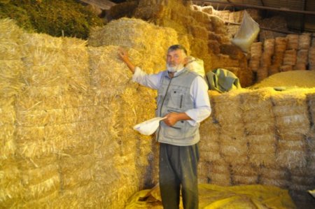 Bu yıl samana yatırım yapan kazandı